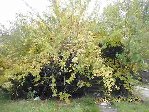 14858 Marlowe (1)_m.jpg